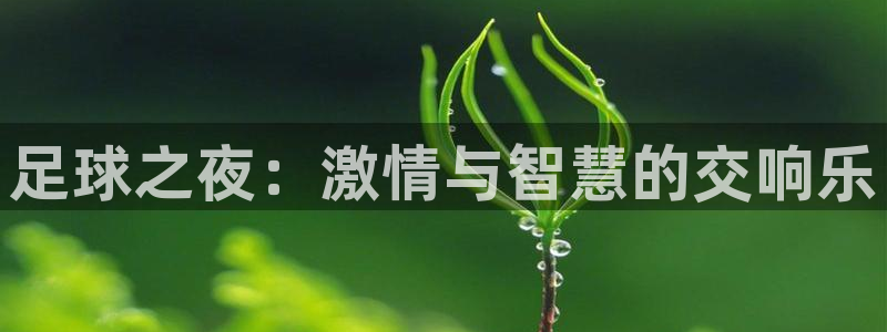  足球之夜：激情与智慧的交响乐